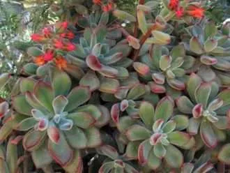 Echeveria coccinea (Echeveria roja)