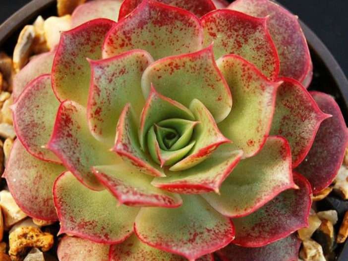 Echeveria longísima
