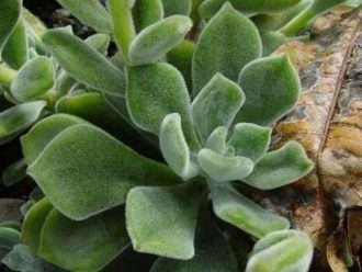 Echeveria pulvinata (planta de peluche)