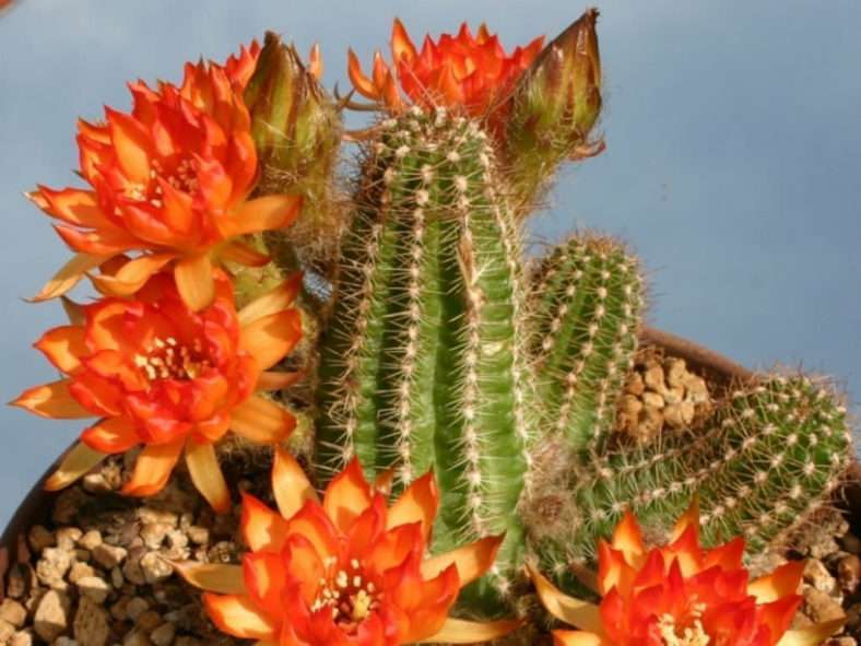 Echinopsis 'Cactus Art' (cactus de maní) también conocido como Echinopsis chamaecereus 'Cactus Art' o x Chamaelobivia 'Cactus Art'