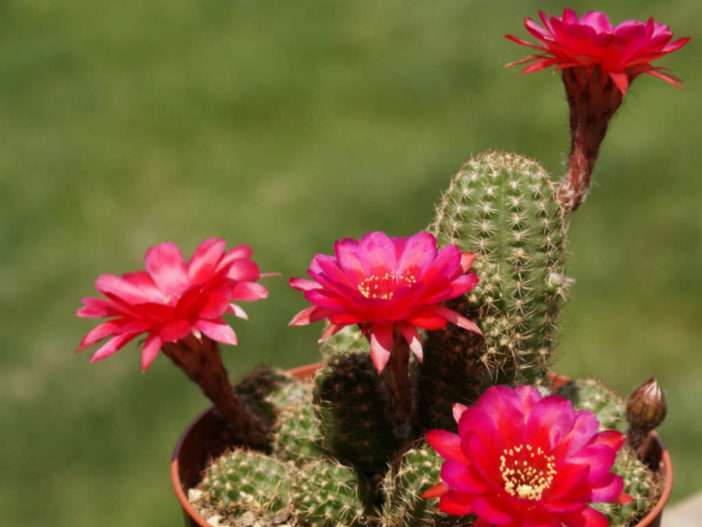 Echinopsis 'Cuarzo rosa' (Cactus de maní), también conocido como Echinopsis chamaecereus 'Cuarzo rosa' o x Chamaelobivia 'Cuarzo rosa'