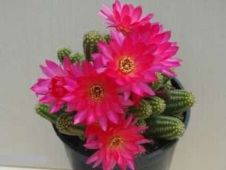 Echinopsis 'Violet' (cactus de maní) también conocido como Echinopsis chamaecereus 'Violet' o ×Chamaelobivia 'Violet'