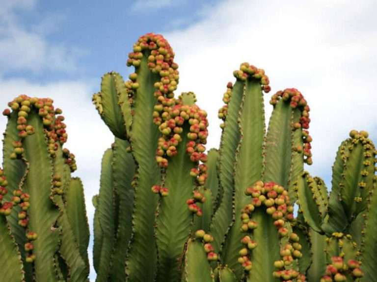 Euphorbia abyssinica (Vela del desierto)