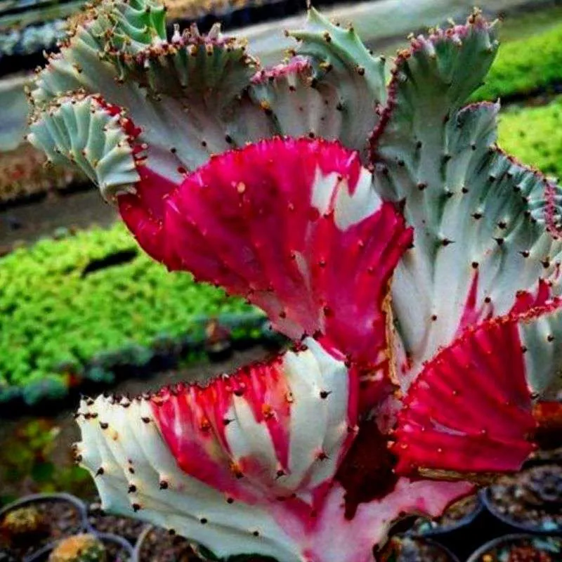 Euphorbia lactea 'Cristata Variegata' - Blog de Cactus 2023