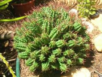 Euphorbia mammillaris - mazorca de maíz indio