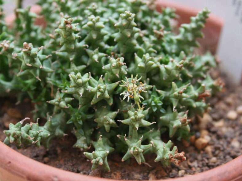 Euphorbia wilmaniae