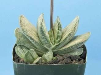 Gastería 'Sakura Fuji'