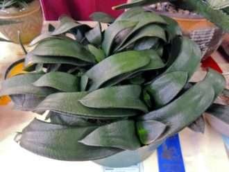 Gasteria nitida var. armstrongii - lengua de vaca