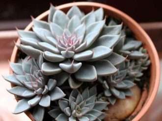 Graptopetalum rusbyi (Pétalo de cuero del río San Francisco)