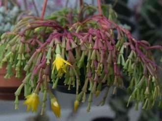 Hatiora epiphylloides subsp.  bradi