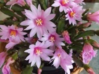 Hatiora rosea (cactus rosa de Pascua)