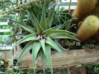 Haworthia 'Estrella de Jade'