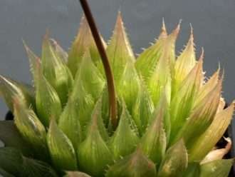 Haworthia decipiens var.  pringlei