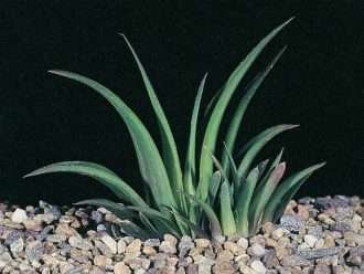 Haworthia floribunda var. importante