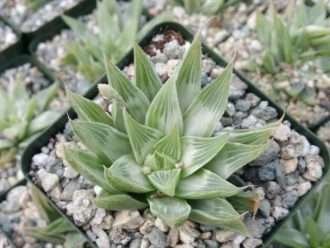 Haworthia retusa 'Fantasma Blanco' (Cactus Estrella Fantasma)