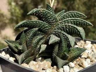 Haworthiopsis 'Onigawara' alias Haworthia 'Onigawara'