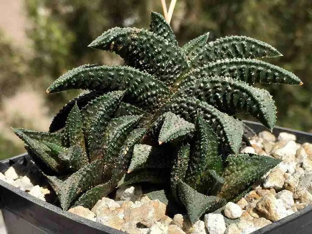 Haworthiopsis 'Onigawara' - Blog de Cactus y Suculentas Haworthiopsis 'Onigawara' alias Haworthia 'Onigawara'