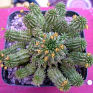 How to Grow and Care for Euphorbia – Blog de Cactus y Suculentas