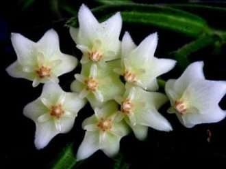 Hoya linearis (Planta de cera)