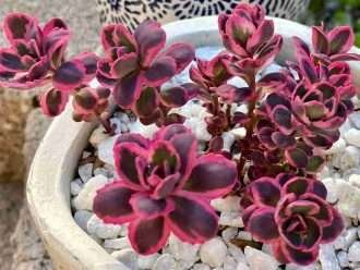 Hylotelephium 'Dream Dazzler' también conocido como Sedum 'Dream Dazzler'