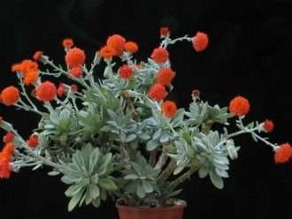 Kleinia galpinii también conocida como Senecio galpinii