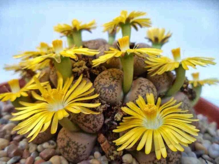 Lithops gesinae (piedras vivas)