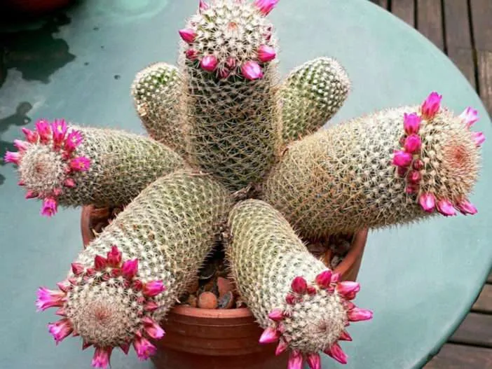 Mammillaria matudae (cactus pulgar)
