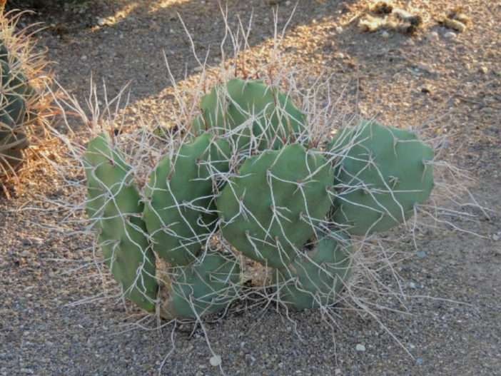 Opuntia sulfurea (nopal)