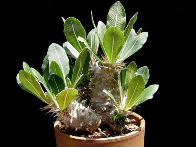 Pachypodium rosulatum (planta de pie de elefante)