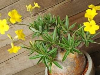 Pachypodium rosulatum subsp. gracilius (planta de pie de elefante)