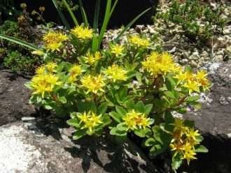 Phedimus aizoon var.  floribundus también conocido como Sedum aizoon var.  floribundum