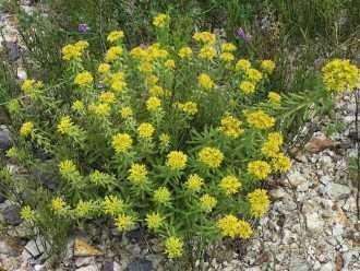 Phedimus selskanianus (Cosecha de piedra de Amur)
