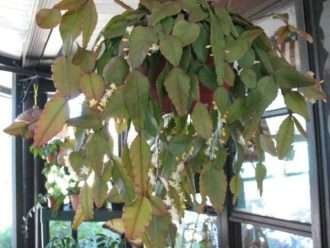 Rhipsalis elíptica
