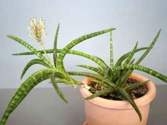 Sansevieria ballyi (Sansevieria enana)