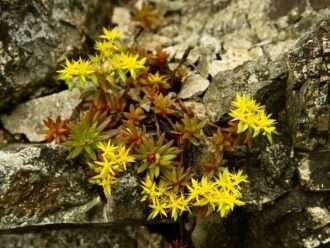 Sedum politrichoides