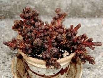 Sedum polytrichoides 'Bola de chocolate' (Chocolate Ball Stonecrop)