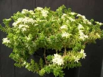 Sedum pulvinatum (Vivir para siempre)