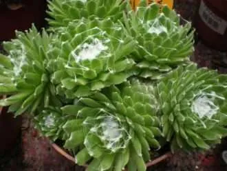 Sempervivum arachnoideum (sierra de telaraña)