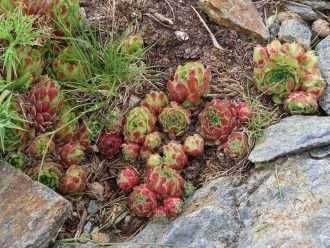 Ácaro Sempervivum también conocido como Sempervivum nevadense