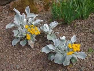 Senecio candicans (col de mar)