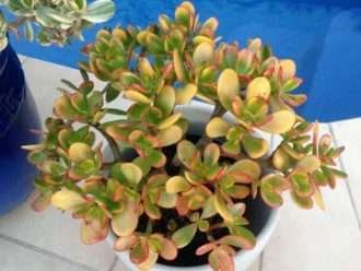Coloridas Plantas Suculentas (Crassula ovata 'Hummel's Sunset')
