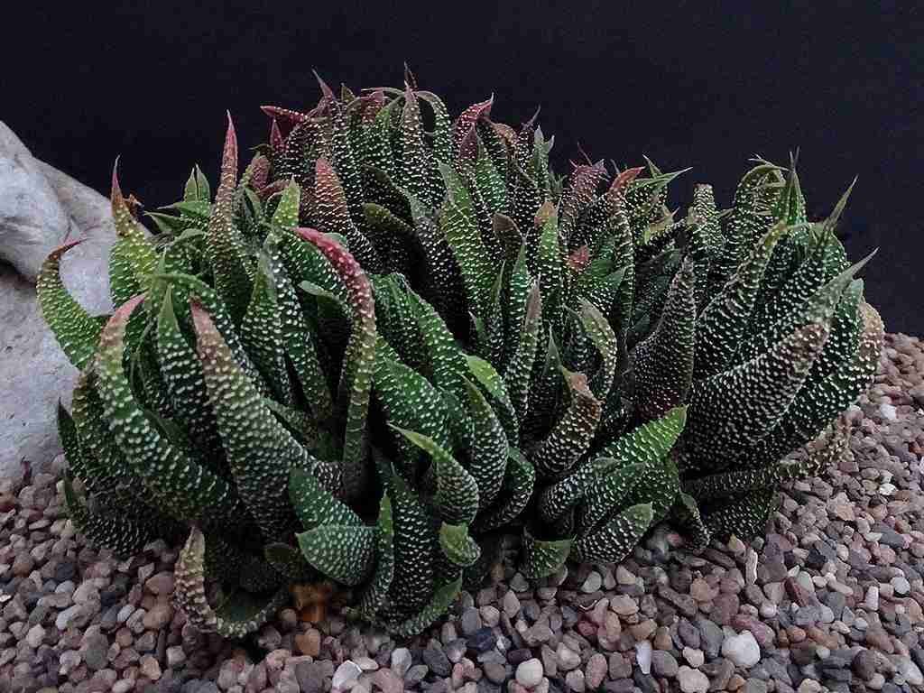 Dispara a la var mínima.  poellnitziana también conocida como Haworthia minima var.  poellnitziana