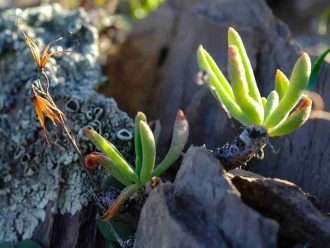 Tylecodon striatus (Mariposa Groovy)