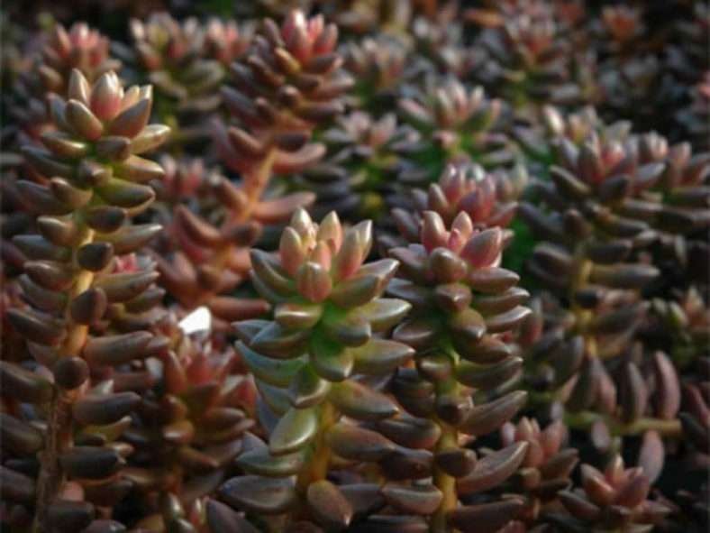 ×Sedeveria 'Jet Beads' (Jet Beads Stonecrop)