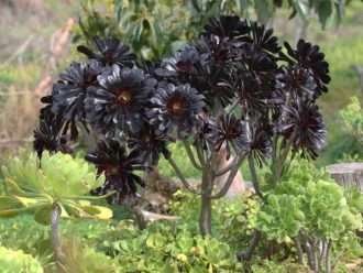 Suculentas sobresalientes (Aeonium arboreum 'Zwartkop')