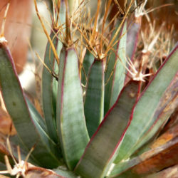 Leuchtenbergia principis (cactus de agave)