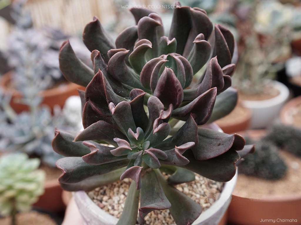 Echeveria 'Dark Vader' también conocido como Echeveria 'Darkness Power'