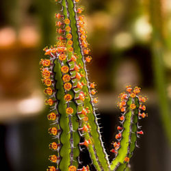Euphorbia vulcanorum