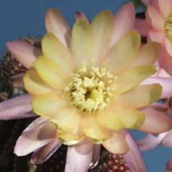 Echinopsis 'Annie' (cactus de maní), también conocida como Echinopsis chamaecereus 'Annie' o ×Chamaelobivia 'Annie'