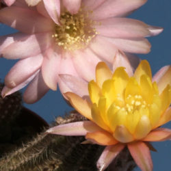 Echinopsis 'Annie' (cactus de maní), también conocido como Echinopsis chamaecereus 'Annie' o ×Chamaelobivia 'Annie'